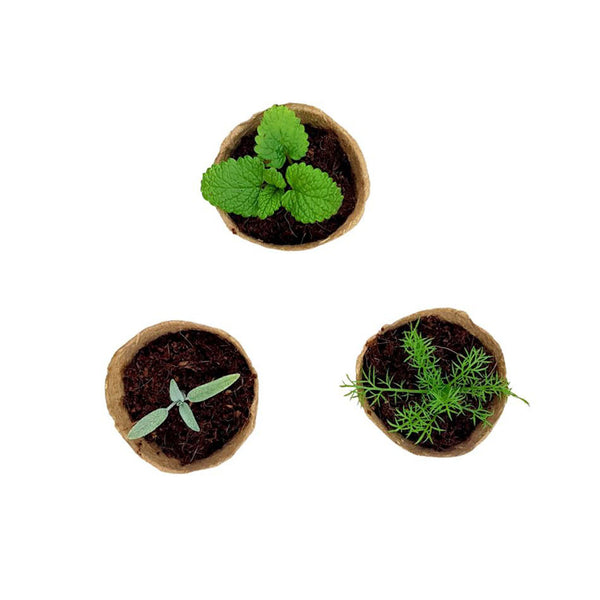 Three seedlings in wood pulp pots