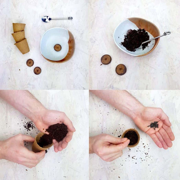 Four step guide showing you how to sow your seeds