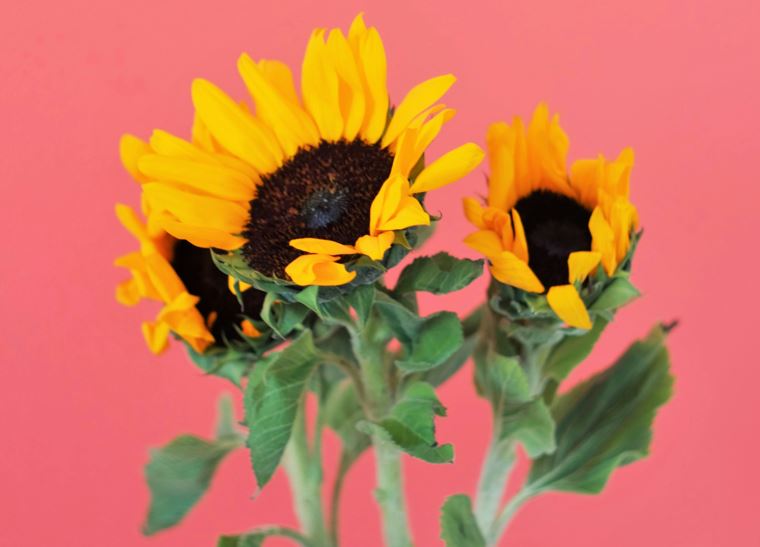 Our Top Ten Alternatives To Sending Flowers