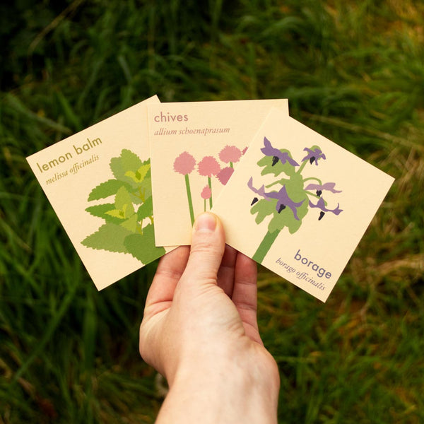 Herbs for bees seed box