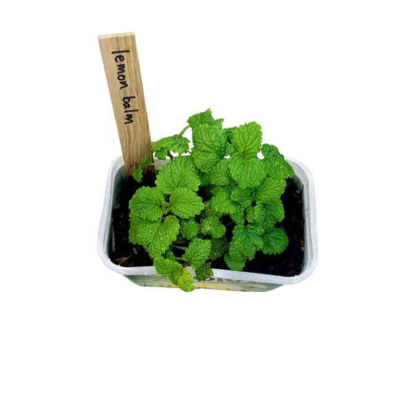 Potted herbs with a wooden plant marker