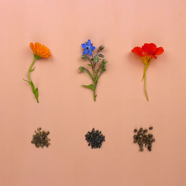 A photo of the flowers and seeds of Nasturtium, Borage and Pot Marigold