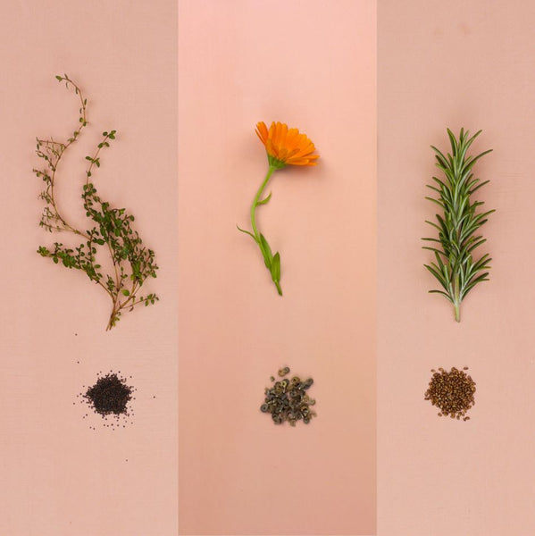 A photo of the plants and seeds of Rosemary, Pot Marigold and Thyme
