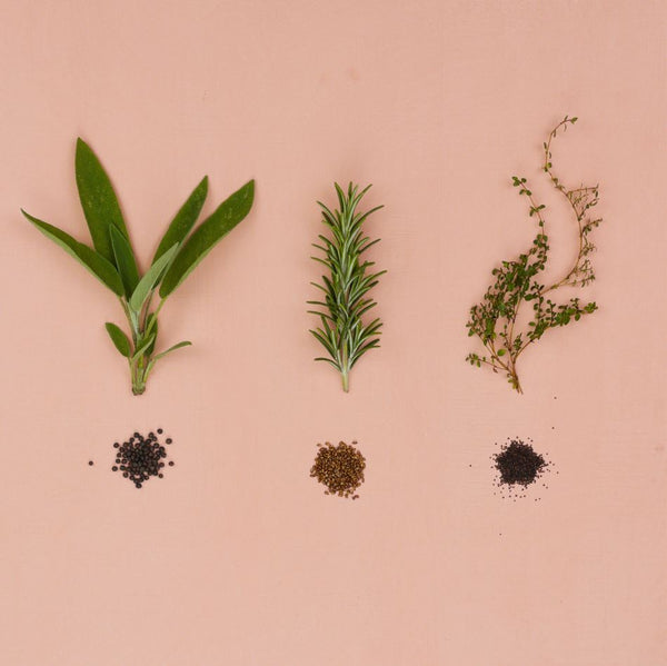 The plants and seeds of Rosemary, Sage and Thyme