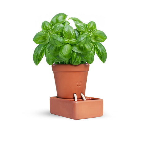 Basil plant in a terracotta self watering planter on a white background