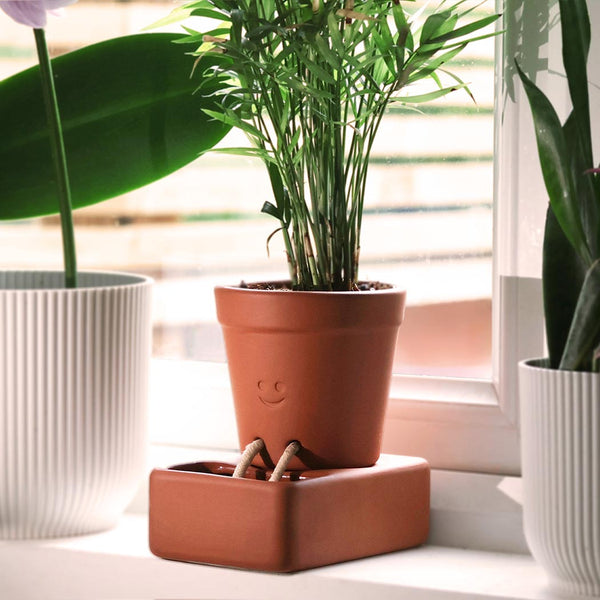 Self care planter on a windowsill with other plants.